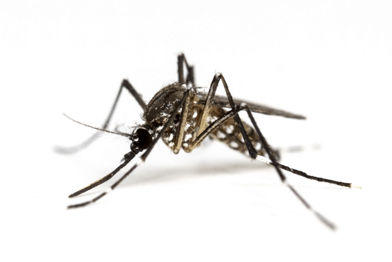 Comprehensive pest control services in Slough to safeguard your home